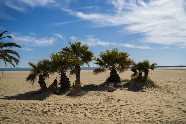 Beautiful Small Palm Trees Sandy Beach Cloudy Blue Sky Background — Stock Photo, Image