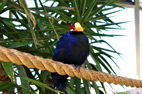 Tiro Pájaro Azul Sentado Una Cuerda Gruesa Algunos Árboles Tropicales —  Fotos de Stock