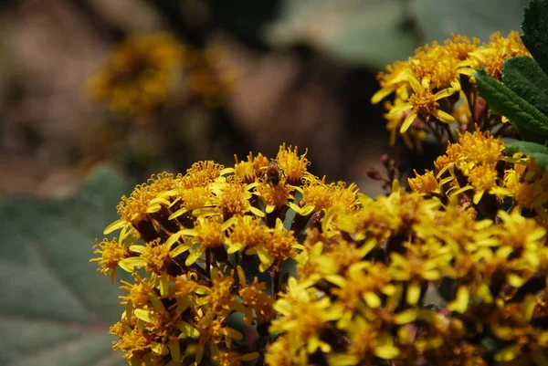 Primer Plano Hermosas Flores Jacobaea Vulgaris Amarillas Sobre Fondo Borroso — Foto de Stock