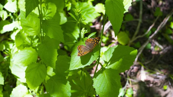 Yeşil Yapraklar Üzerinde Kahverengi Turuncu Bir Kelebeğin Yüksek Açılı Yakın — Stok fotoğraf