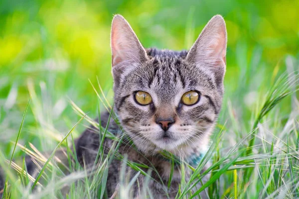 Enfoque Selectivo Adorable Gato Estampado Con Ojos Marrones Hierba —  Fotos de Stock