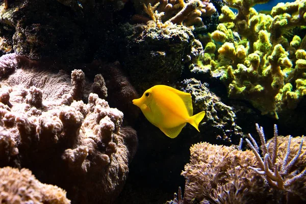 Знімок Коралової Рифової Риби Лондонському Океані — стокове фото