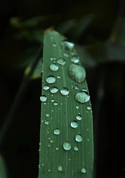 Primer Plano Vertical Una Hoja Verde Cubierta Rocío Matutino Capturado —  Fotos de Stock