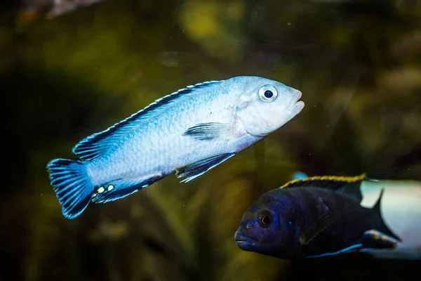 Akvaryum Mavisi Siyah Desenli Cichlidae Balıklarının Seçici Bir Çekimi — Stok fotoğraf