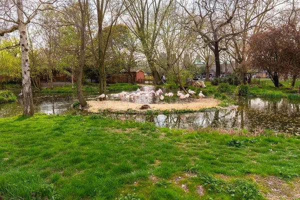 Ein Schwarm Flamingos See Zoo Tagsüber — Stockfoto