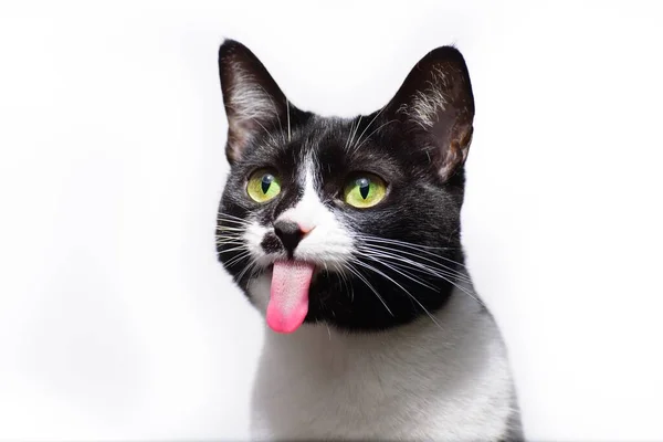 Beyaz Arka Planda Dili Dışarıda Siyah Beyaz Sevimli Bir Kedinin — Stok fotoğraf