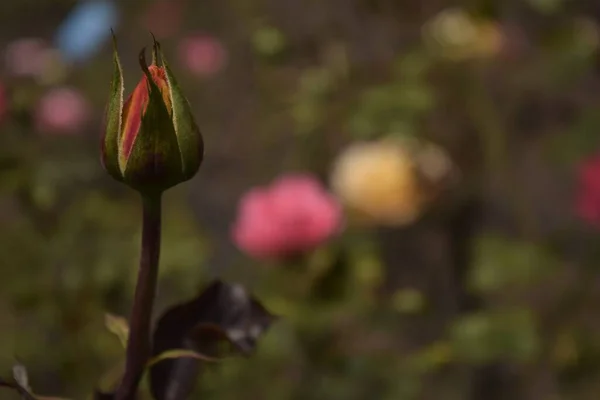 バラの芽の選択的焦点ショット — ストック写真
