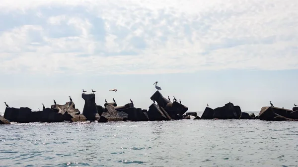 Beau Paysage Troupeau Goélands Mer Perchés Sur Des Formations Rocheuses — Photo