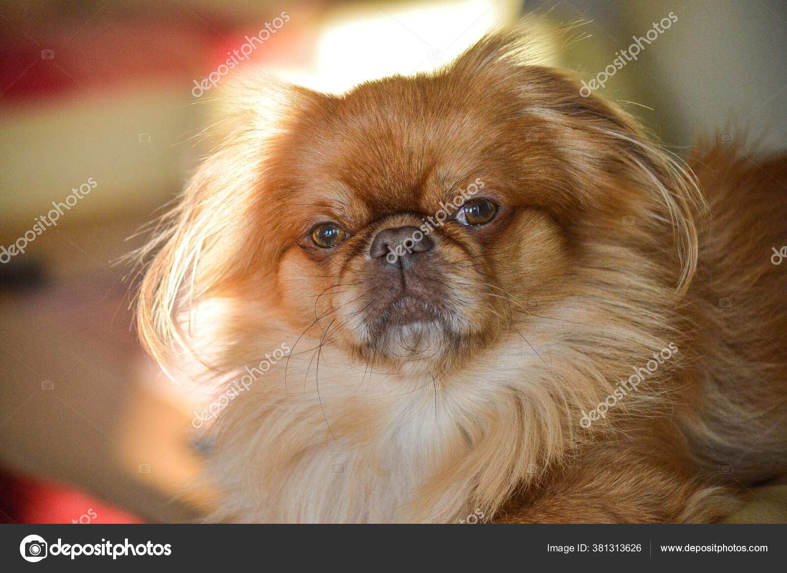 414 Petit Chien Lion Stock Photos Petit Chien Lion Images Depositphotos