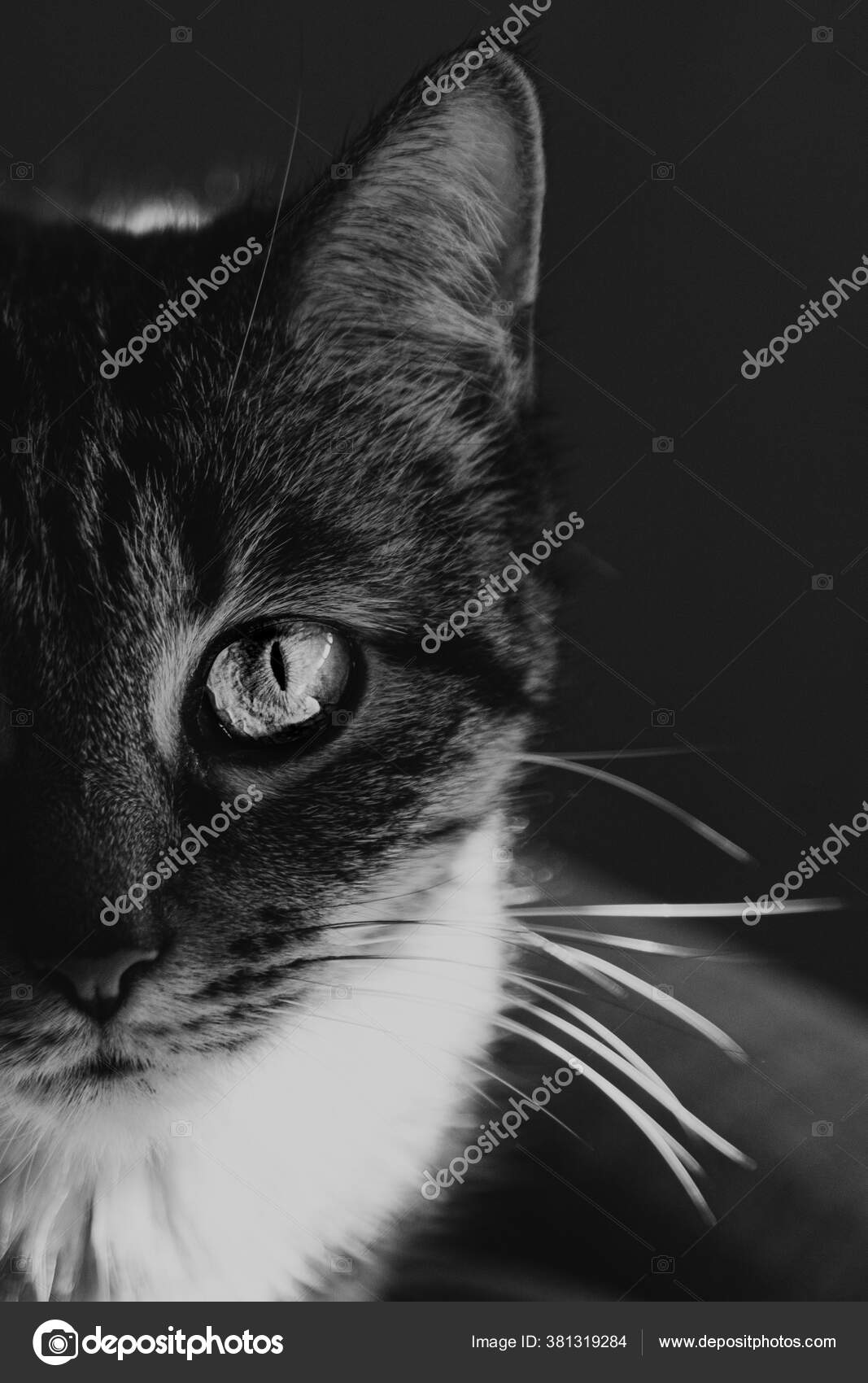 Grayscale Closeup Shot Cat Blurred Background — Stock Photo