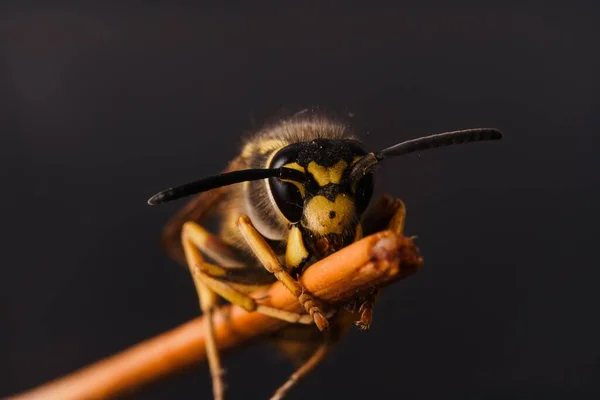 一只大黄蜂在黑暗的背景后面的木棍上的特写镜头 — 图库照片