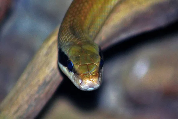 Primer Plano Una Serpiente Con Piel Verde —  Fotos de Stock