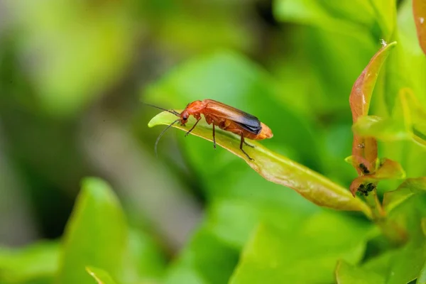 Gros Plan Une Cigale Sur Une Plante Verte Fond Flou — Photo