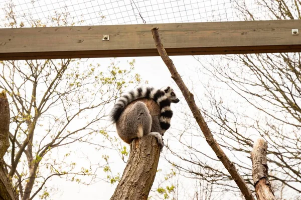 Söt Lurvig Ringsvansad Lemur Zoo Dagtid — Stockfoto