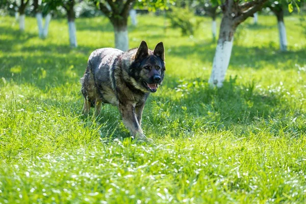 Egy Öreg Német Pásztor Kutya Játszik Parkban Körülvéve Egy Csomó — Stock Fotó