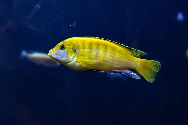 Primer Plano Peces Nadando Océano Cerca Los Arrecifes Coral — Foto de Stock