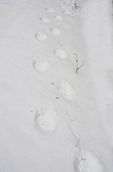 雪の上にクマの足跡の垂直閉鎖ショット — ストック写真