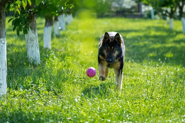 多くの木に囲まれた公園で遊んでいる古いドイツの羊飼いの犬 — ストック写真