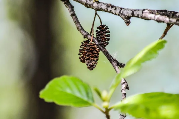 A closeup shot of a dried mulberries on a tree branch