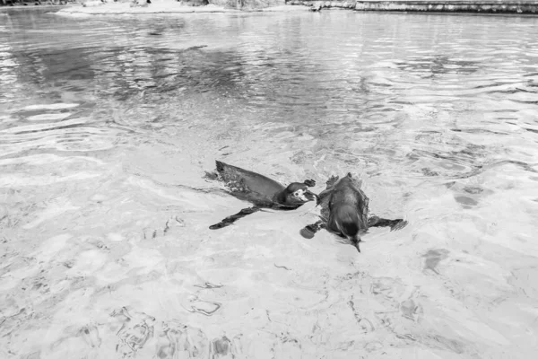 ロンドンの湖で泳いでいるアメリカ人のカットの灰色のショット — ストック写真