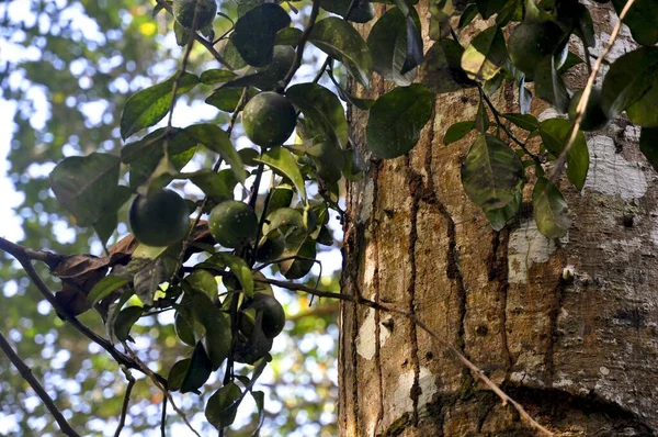 Plan Sélectif Fruits Tropicaux Sur Une Branche Arbre — Photo