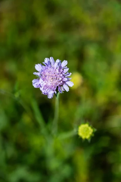 Detailní Záběr Krásné Fialové Polštář Květina Rozmazaném Pozadí — Stock fotografie