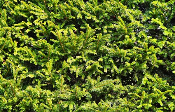 Closeup Shot Green Spruce Branches Sunlight — Stock Photo, Image