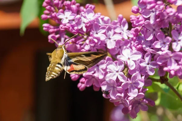 Tiro Close Uma Mariposa Tentando Beber Néctar Uma Flor Siringa — Fotografia de Stock