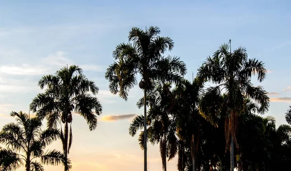 Krásný Záběr Rostoucí Palmy Pod Modrou Oblohou Při Západu Slunce — Stock fotografie