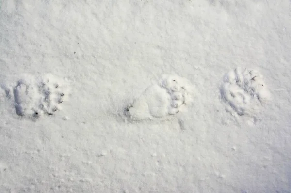 昼間の雪の上にクマの足跡の高い角度のショット — ストック写真
