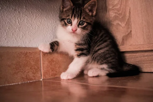 Een Closeup Shot Van Een Schattig Poesje Hoek Van Kamer — Stockfoto