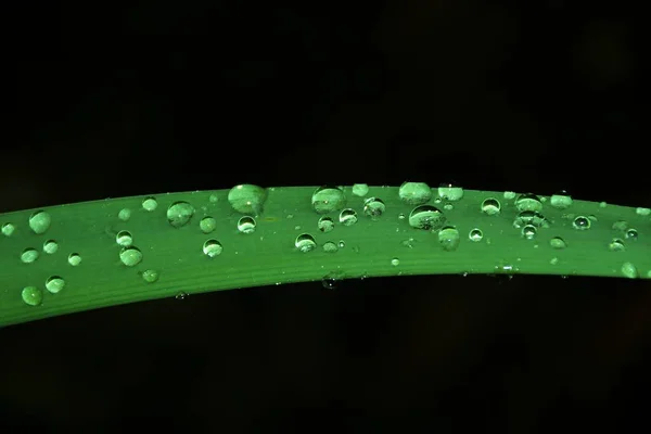 Gros Plan Des Gouttes Pluie Cristallines Sur Une Feuille Verte — Photo