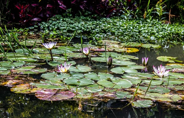 Een Prachtig Uitzicht Een Waterlelies Een Vijver Overdag — Stockfoto