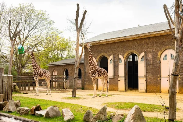 Duas Girafas Perto Celeiro Cercado Por Árvores Zoológico Londres — Fotografia de Stock