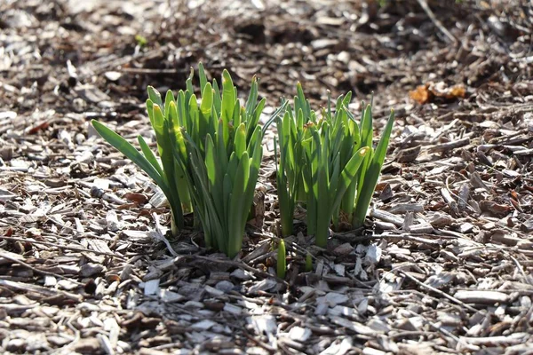 Een Close Shot Van Mooie Frisse Groene Lenteplanten — Stockfoto