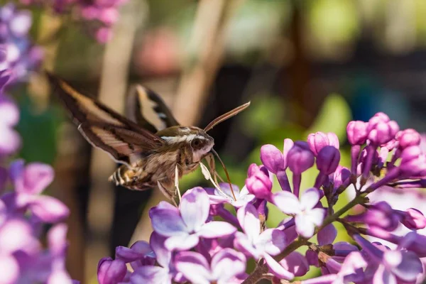 Tiro Close Uma Mariposa Tentando Beber Néctar Uma Flor Siringa — Fotografia de Stock