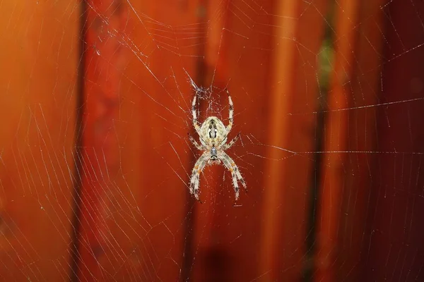 Ağdaki Zehirli Örümcek — Stok fotoğraf