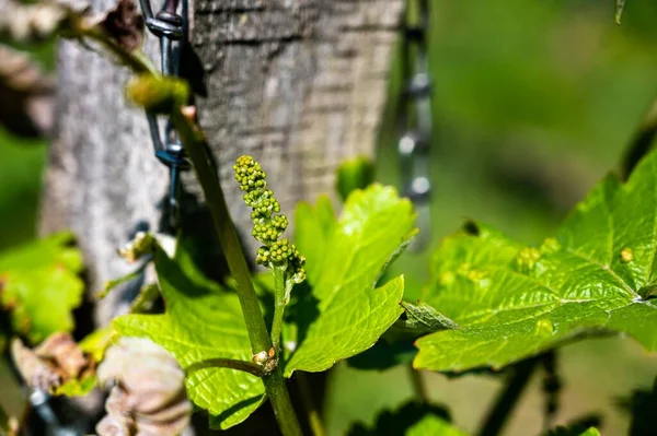 Closeup Shot Grape Leaves Blurred Background — Stock Photo, Image