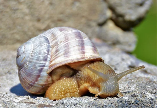 Detailní Záběr Šneka Plížícího Přes Skálu — Stock fotografie