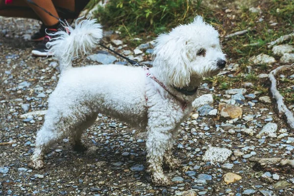 Tiro Paisagem Cão Bonito Poodle Branco Fora — Fotografia de Stock