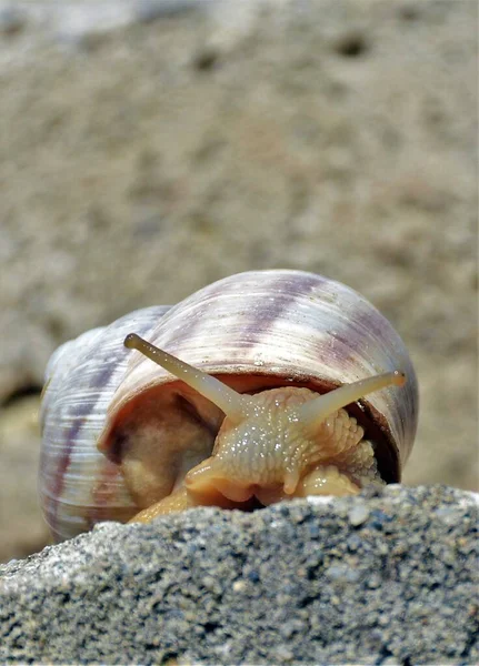 Vertical Shot Snail Rock Daytime — Stock Photo, Image