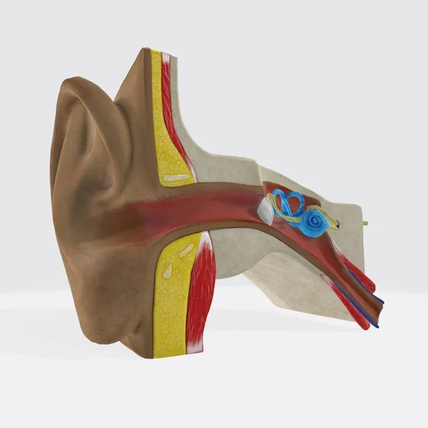 Estructura Anatómica Del Oído Humano — Foto de Stock