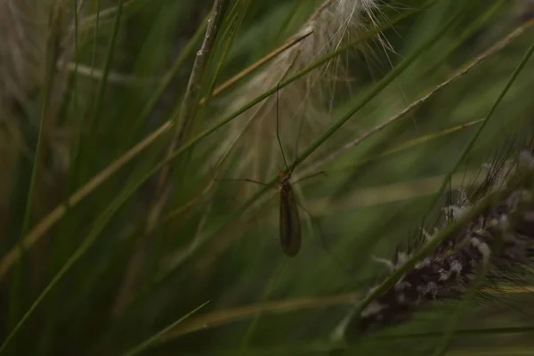 Selective Focus Shot Spider Sitting Grass Branch — Stock Photo, Image