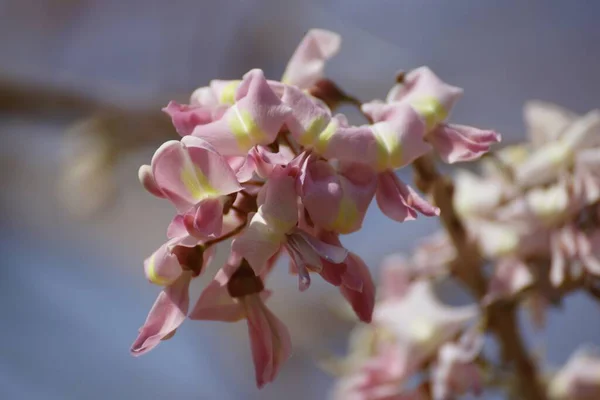 Een Closeup Shot Van Een Mooie Roze Bloem Blauwe Achtergrond — Stockfoto