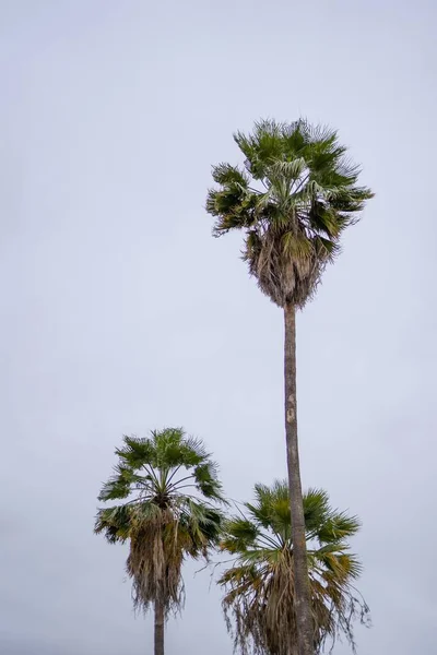 雲の下に3本の高いアジアのヤシの木の垂直ショット — ストック写真