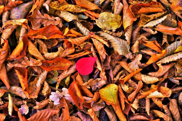 High Angle Shot Colorful Autumn Leaves Forest — Stock Photo, Image