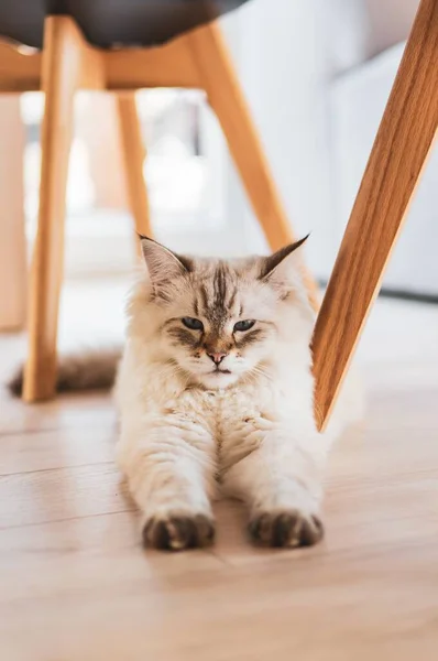 Lindo Gato Doméstico Mullido Sentado Suelo —  Fotos de Stock