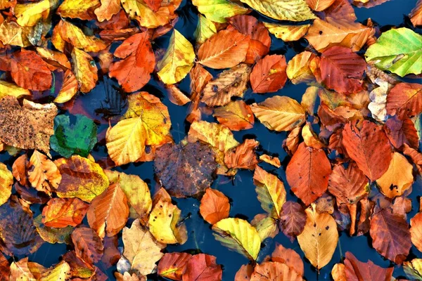 Primer Plano Varias Hojas Secas Suelo Durante Otoño — Foto de Stock