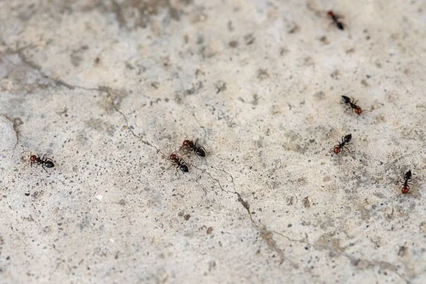 有裂缝的混凝土表面上有很多蚂蚁 — 图库照片