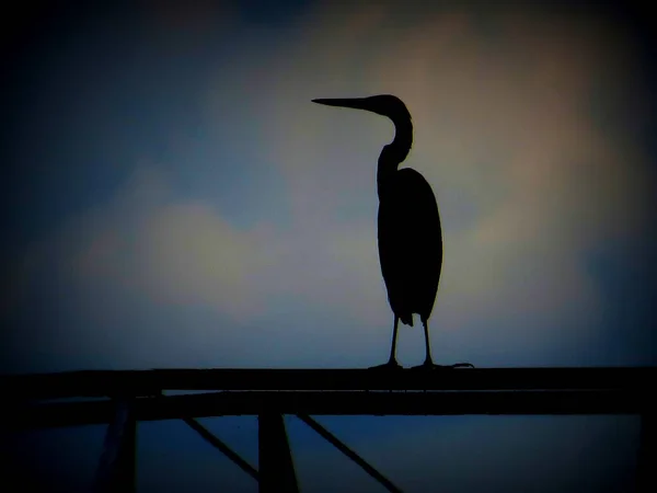 Die Silhouette Eines Storchs Der Auf Einer Oberfläche Steht — Stockfoto